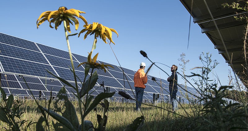 Solar Agrivoltaics pollinator-friendly